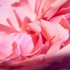 Oudgasm Rose Oud | 16
